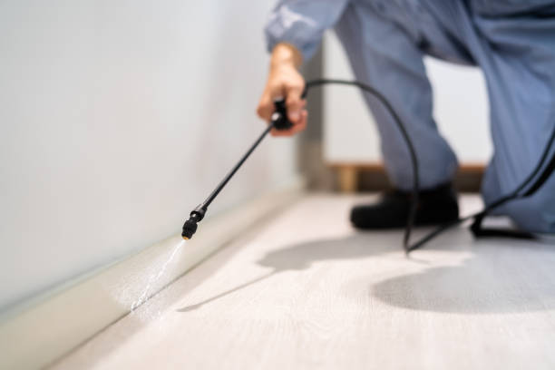 Certified termite inspector examining foundation in Halls